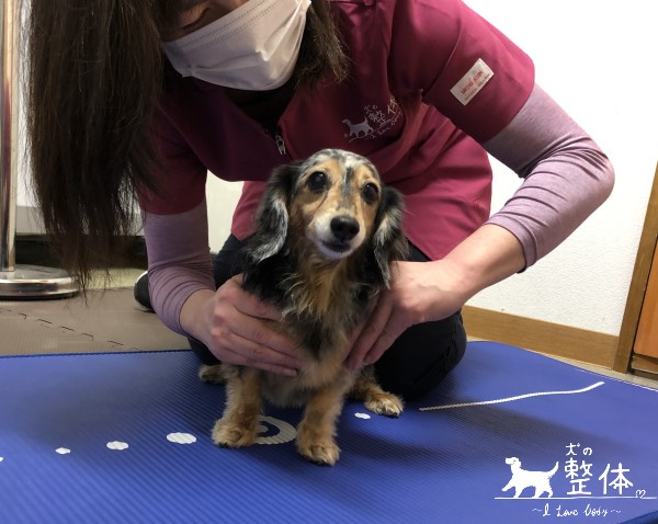 ラムちゃんの施術の様子